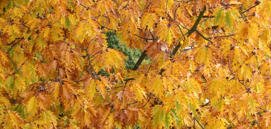 Ausschnitt Herbstblätter am Baum