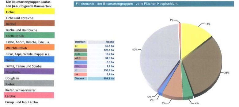 Baumarten_Schlussverhandlung.jpg
