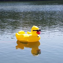 Aufblasbare Badeente schwimmt auf der Badestelle Walldorfer See