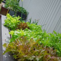 Grüner Salat im grauen Hochbeet.