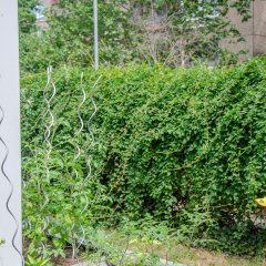 Tomatenpflanzen an Rankhilfen aus Metall.