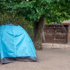 Blaues Campingzelt steht unter einem Baum.