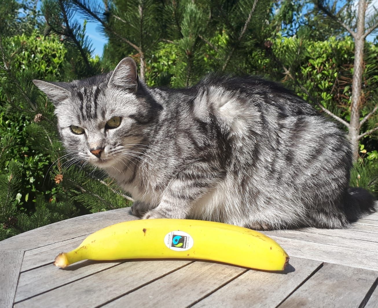 Kater.jpg