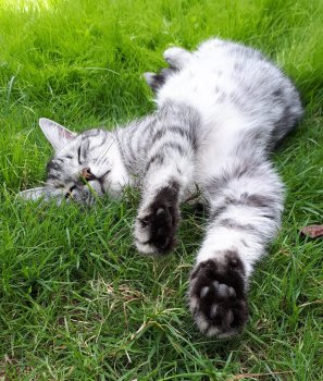 Kater.jpg
