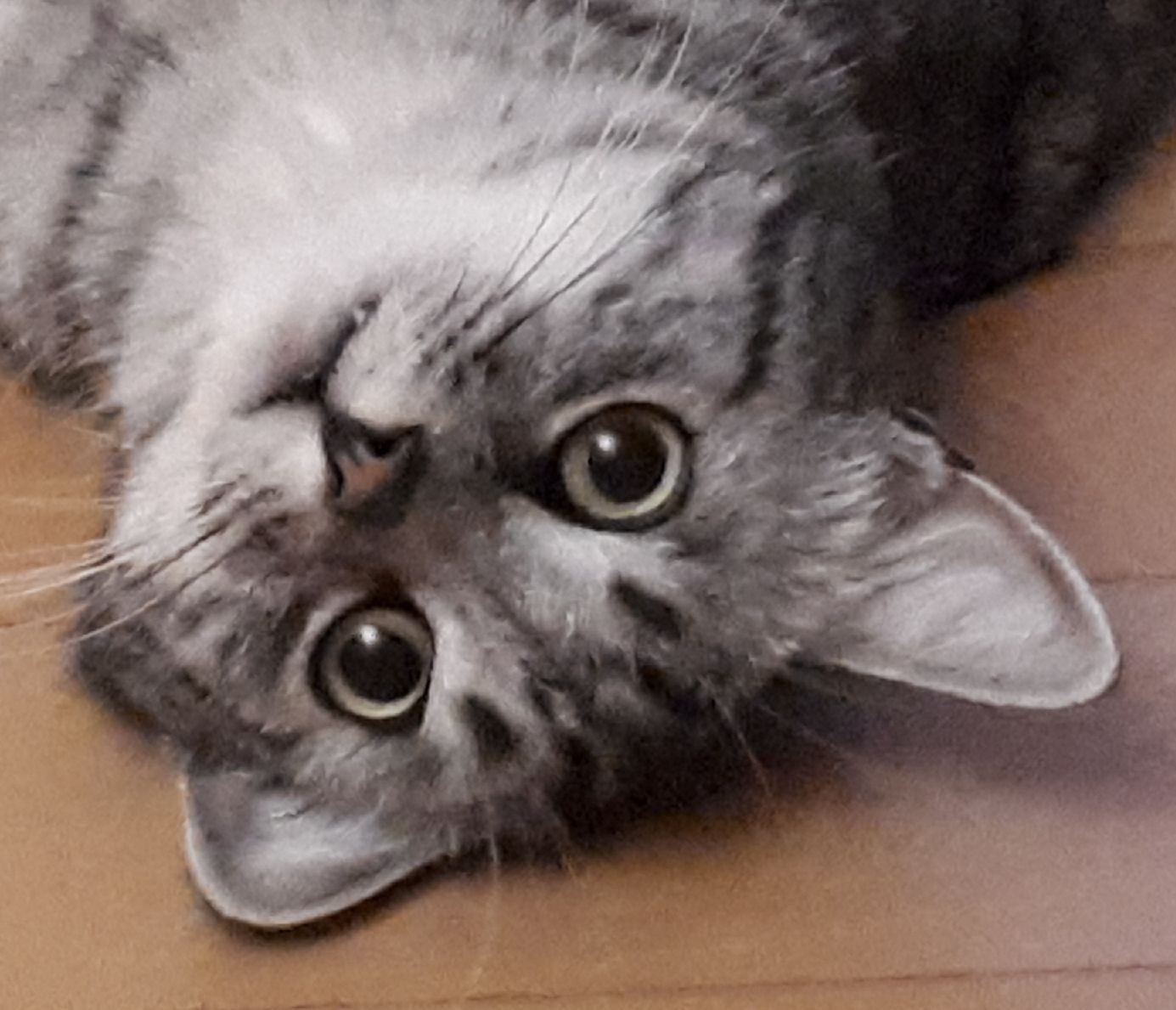 Kater.jpg