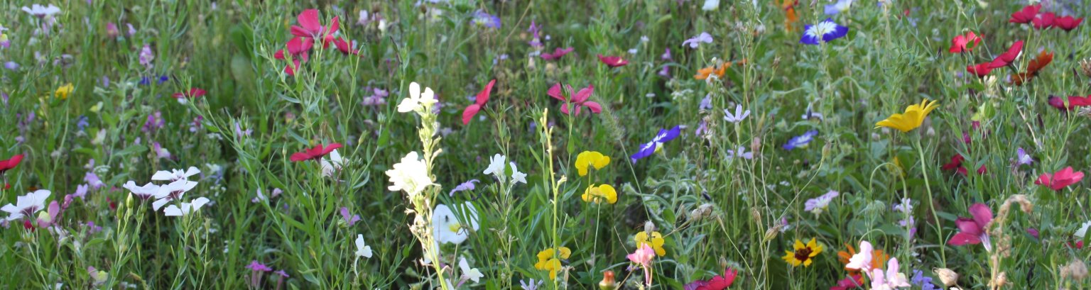 20120801_Straßenblumen.JPG