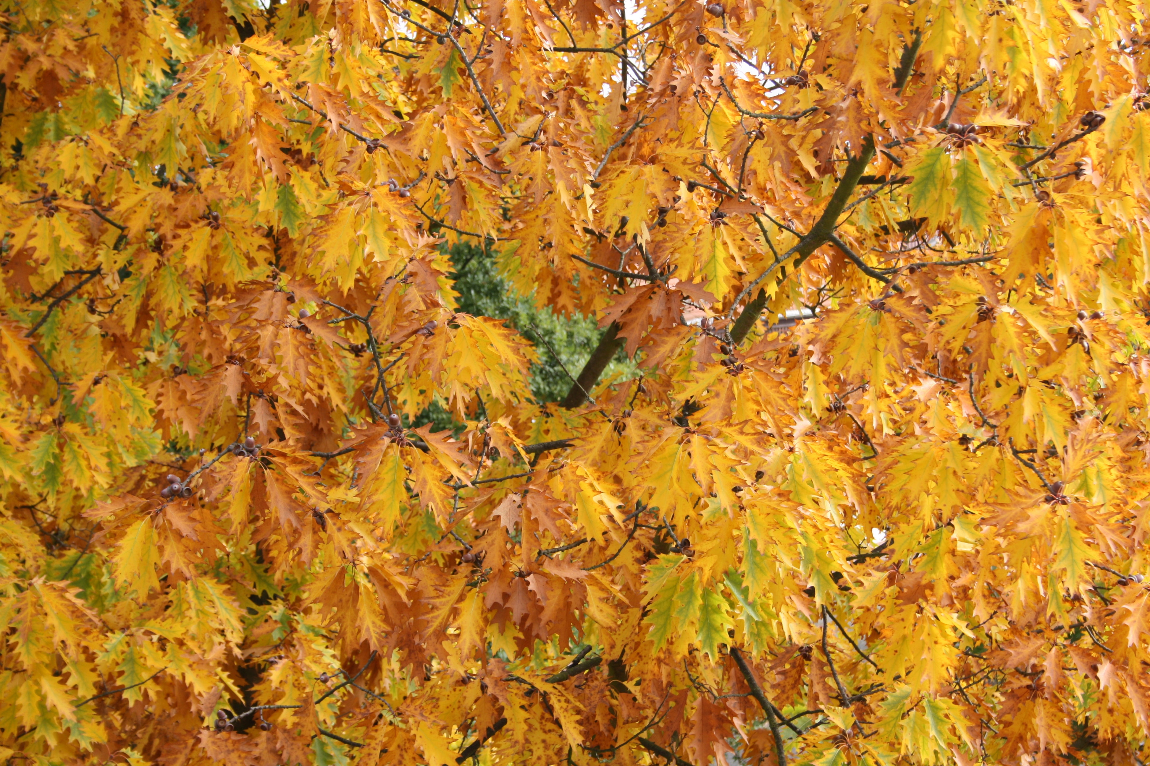 Gelbe Blätter von Baumkrone
