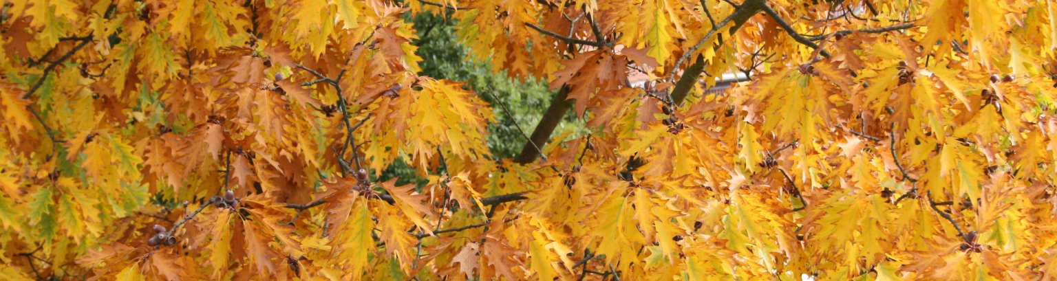 20131013_Herbst5.JPG