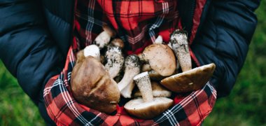 Woman hold fresh picked wild mushrooms Woman hold fresh picked wild mushrooms