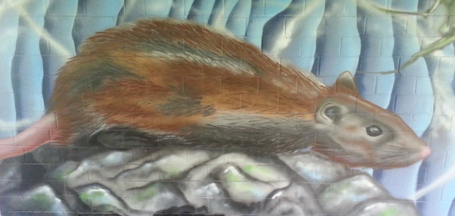 Das Graffiti einer Ratte auf einer Mauer gesprüht