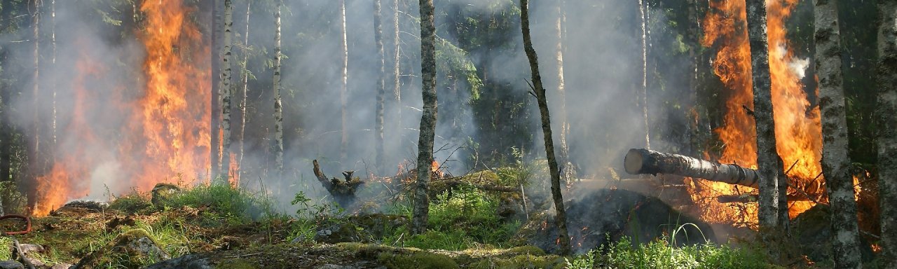Brennendes Unterholz in einem grünen Wald
