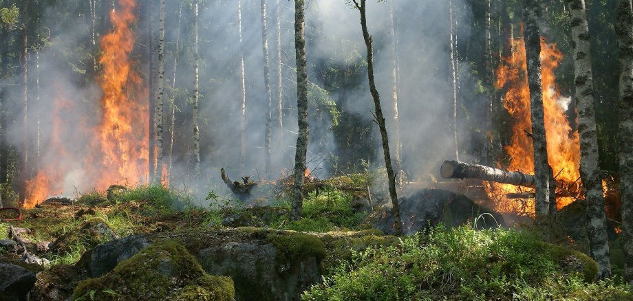 Brennendes Unterholz in einem grünen Wald