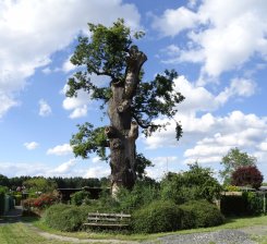 große geschnitte Eiche mit Bank und im Hintergrund eine Kleingartenanlage.