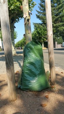 Wassersack an Platane Grüner Wassersack an Platane
