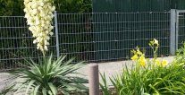 Blühende Sträucher und Blumen am Seitenstreifen
