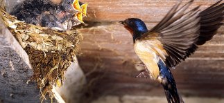 Fliegende Schwalbe vor dem Nest mit Jungen