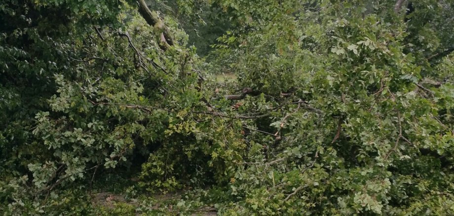 Umgestürzter Baum nach starkem Sturm
