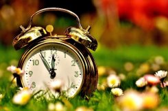 Wecker auf grüner Wiese.