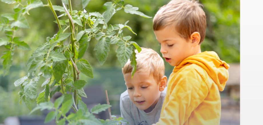 Zwei Jungen im Kindergartenalter stehen bei einer Tomatenpflanze und schauen interessiert in Richtung Tomate