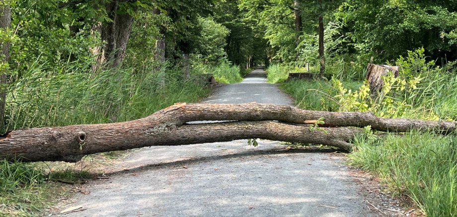 umgefallener Baum der auf einem Weg einer Allee liegt