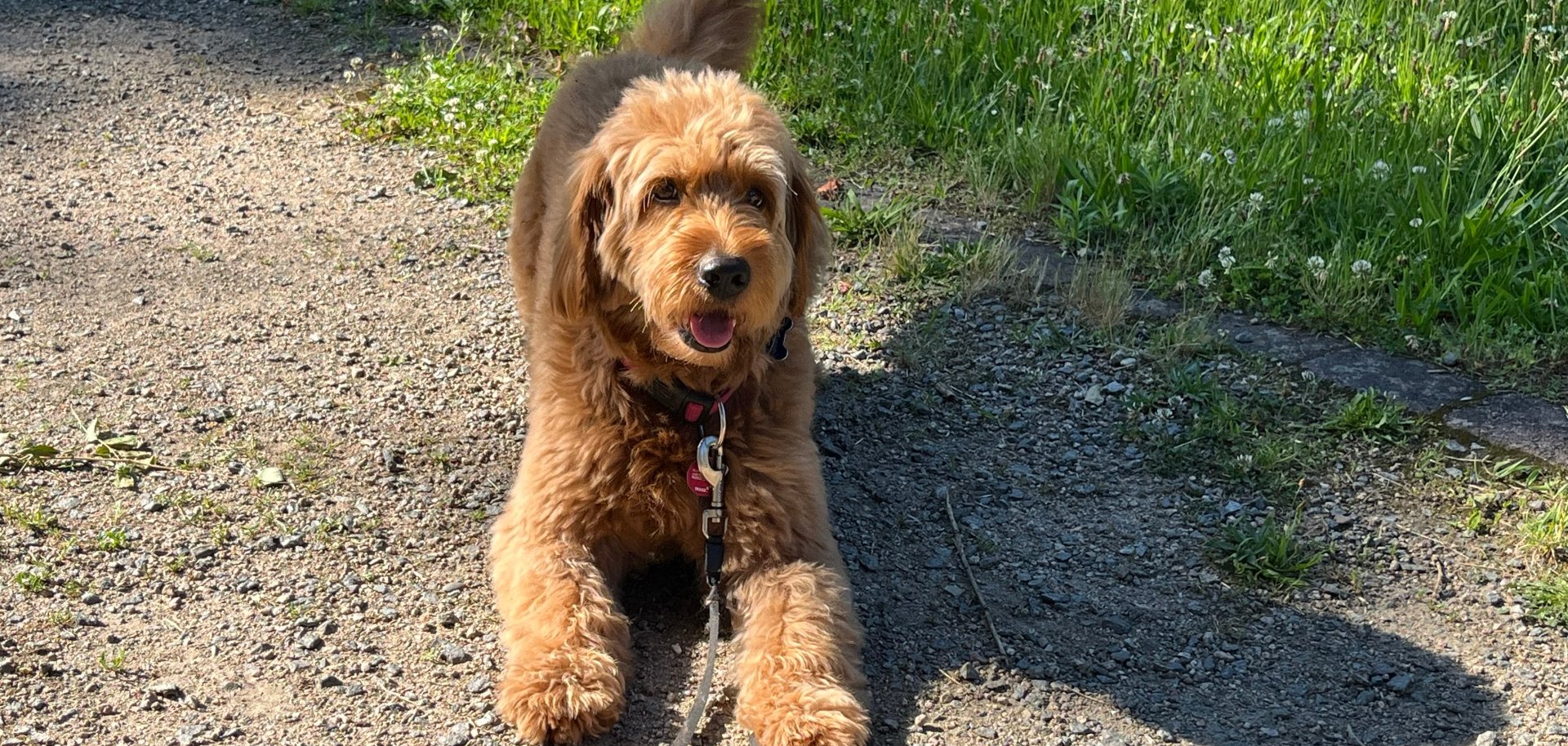 Hund mit Leine liegend auf einem Weg