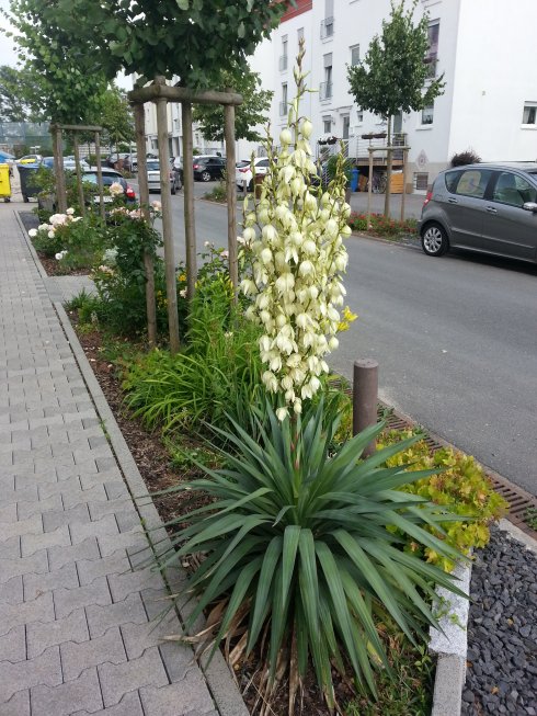 20130625_182436.jpg